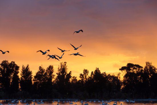 Bosque de San Juan de Aragon